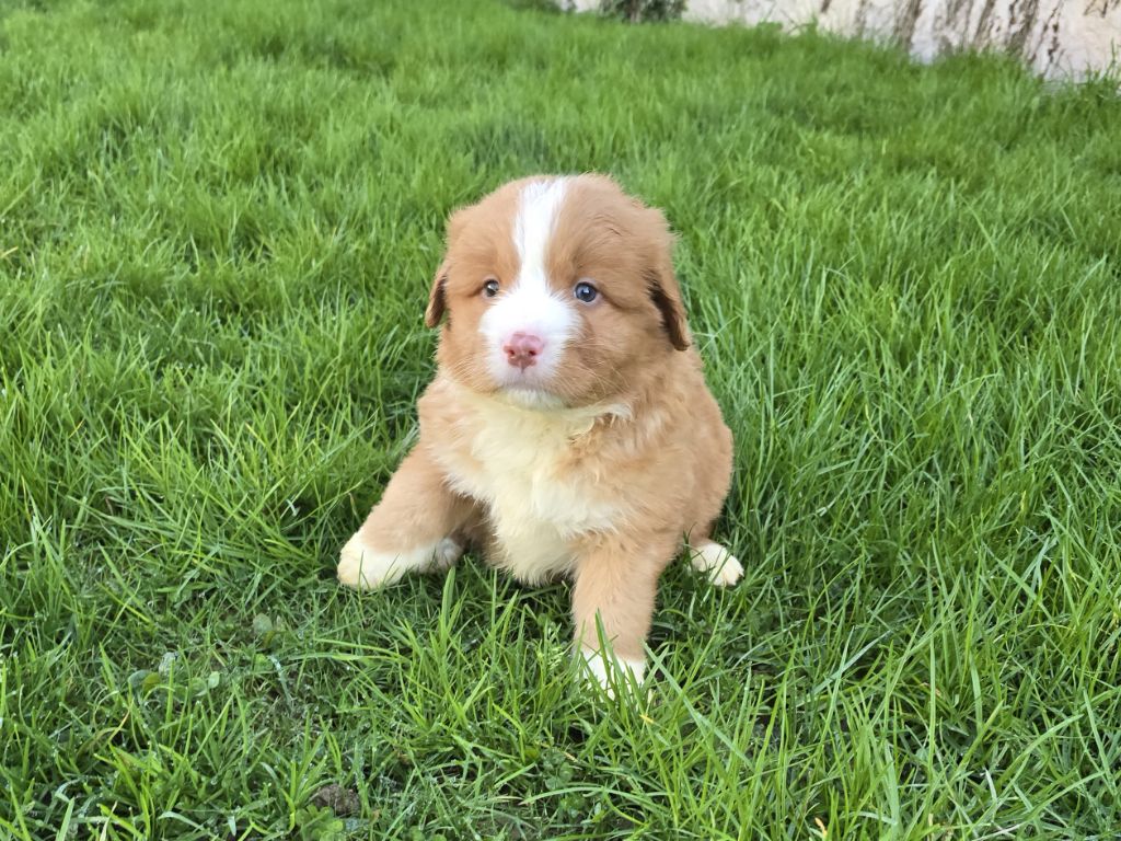 du Chemin d'Ava - Chiot disponible  - Retriever de la Nouvelle-Ecosse