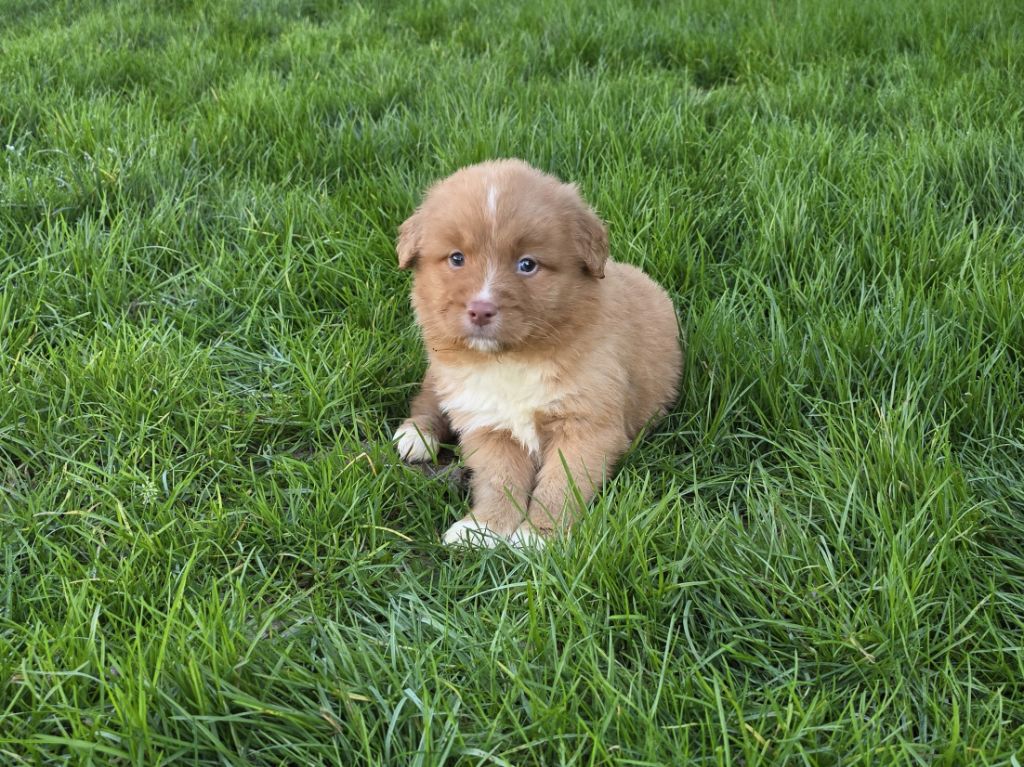 du Chemin d'Ava - Chiot disponible  - Retriever de la Nouvelle-Ecosse