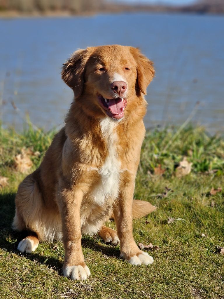 Terracotta tandoori dit tawa Of clan buchanan