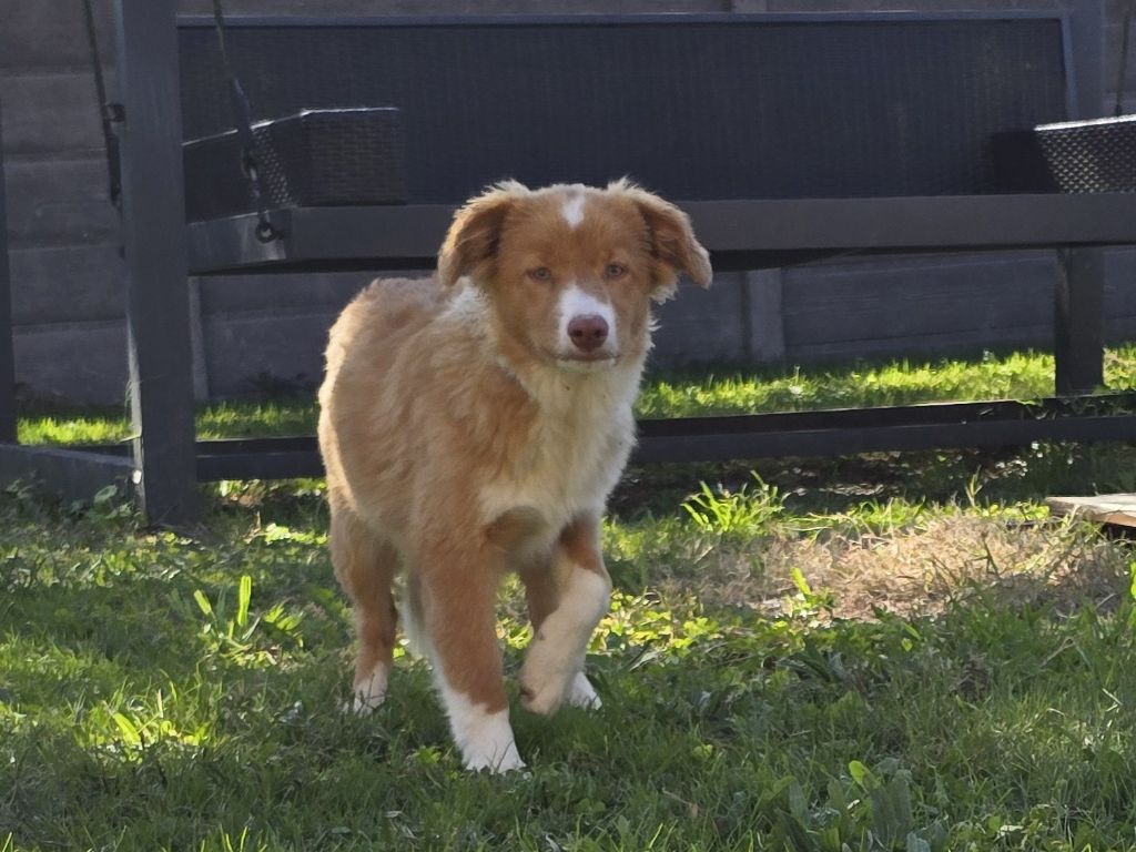 du Chemin d'Ava - Chiots disponibles - Retriever de la Nouvelle-Ecosse