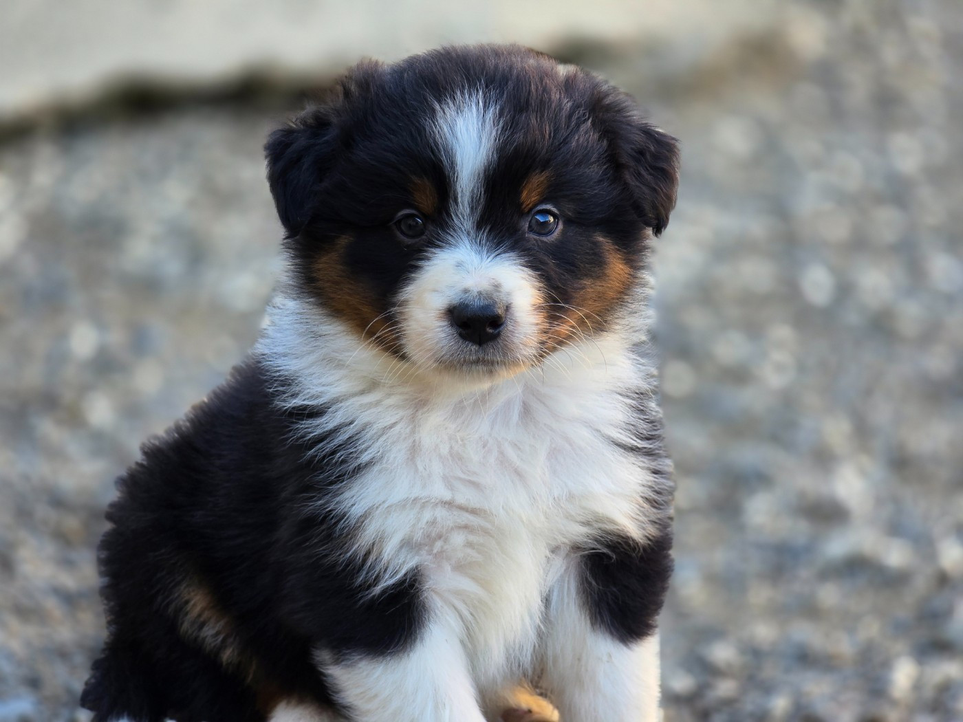 du Chemin d'Ava - Chiots disponibles - Berger Australien