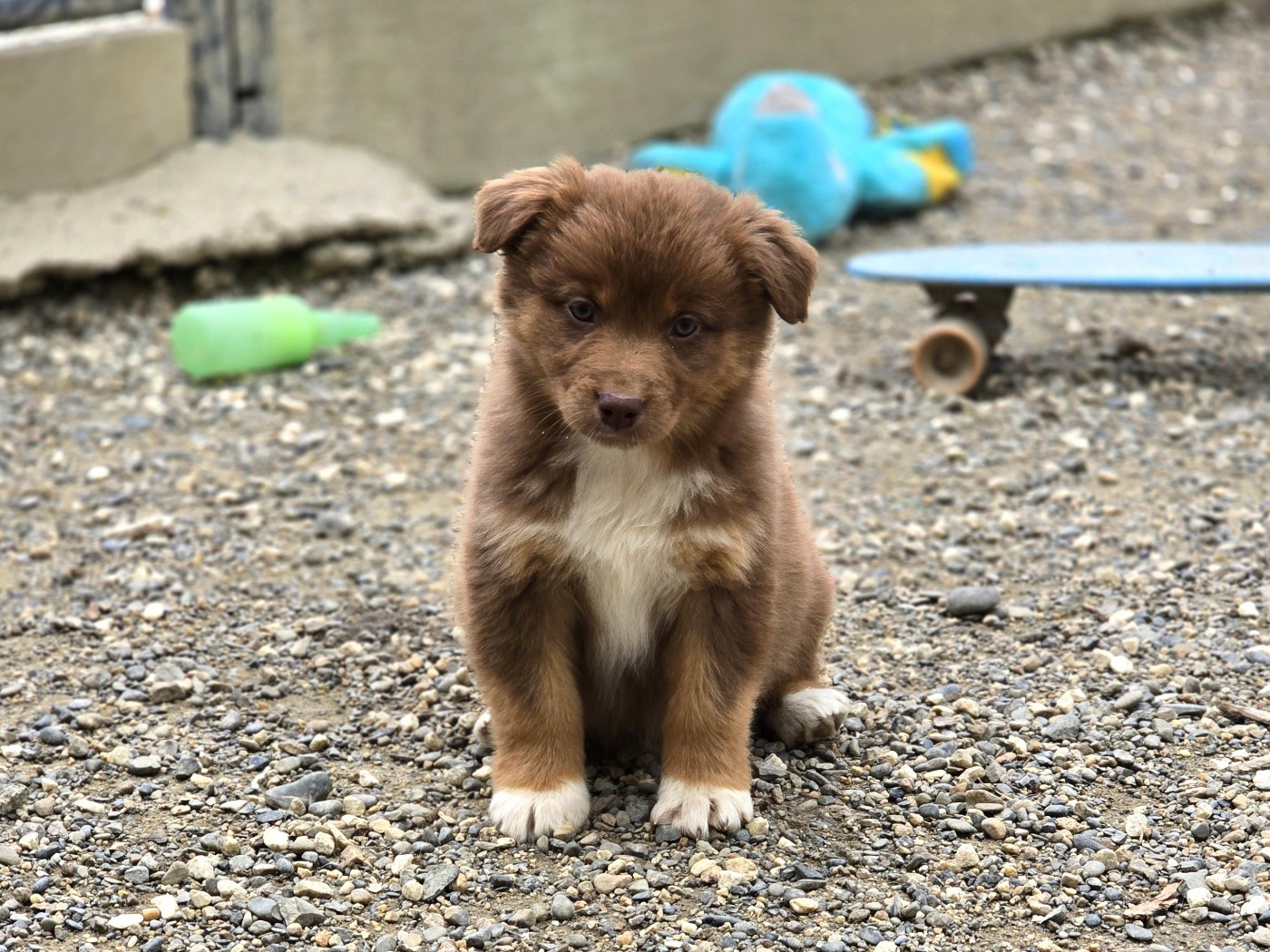 du Chemin d'Ava - Chiots disponibles - Berger Australien