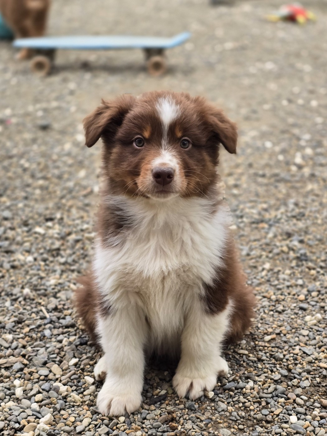 du Chemin d'Ava - Chiots disponibles - Berger Australien