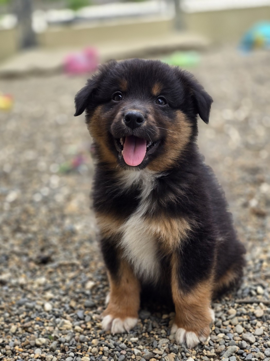 du Chemin d'Ava - Chiots disponibles - Berger Australien