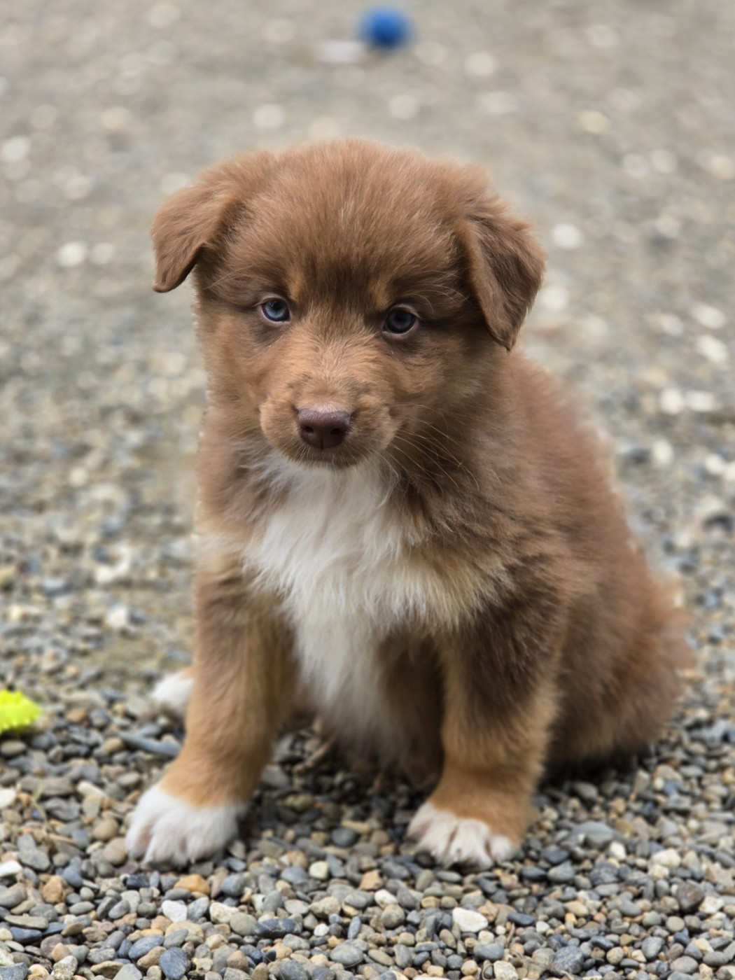 du Chemin d'Ava - Chiots disponibles - Berger Australien