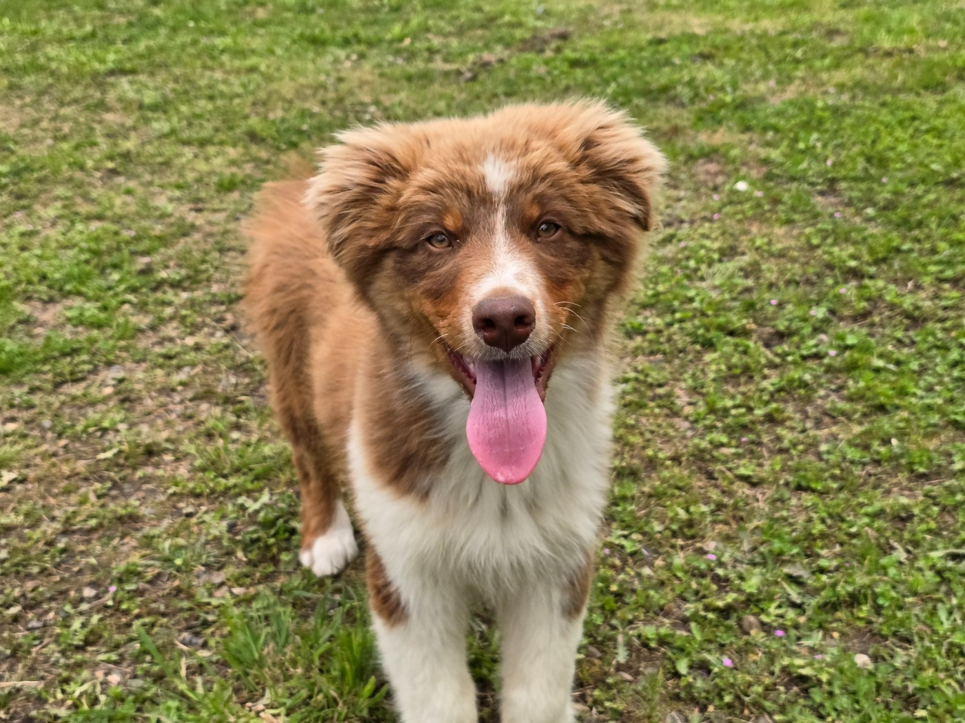 du Chemin d'Ava - Chiots disponibles - Berger Australien