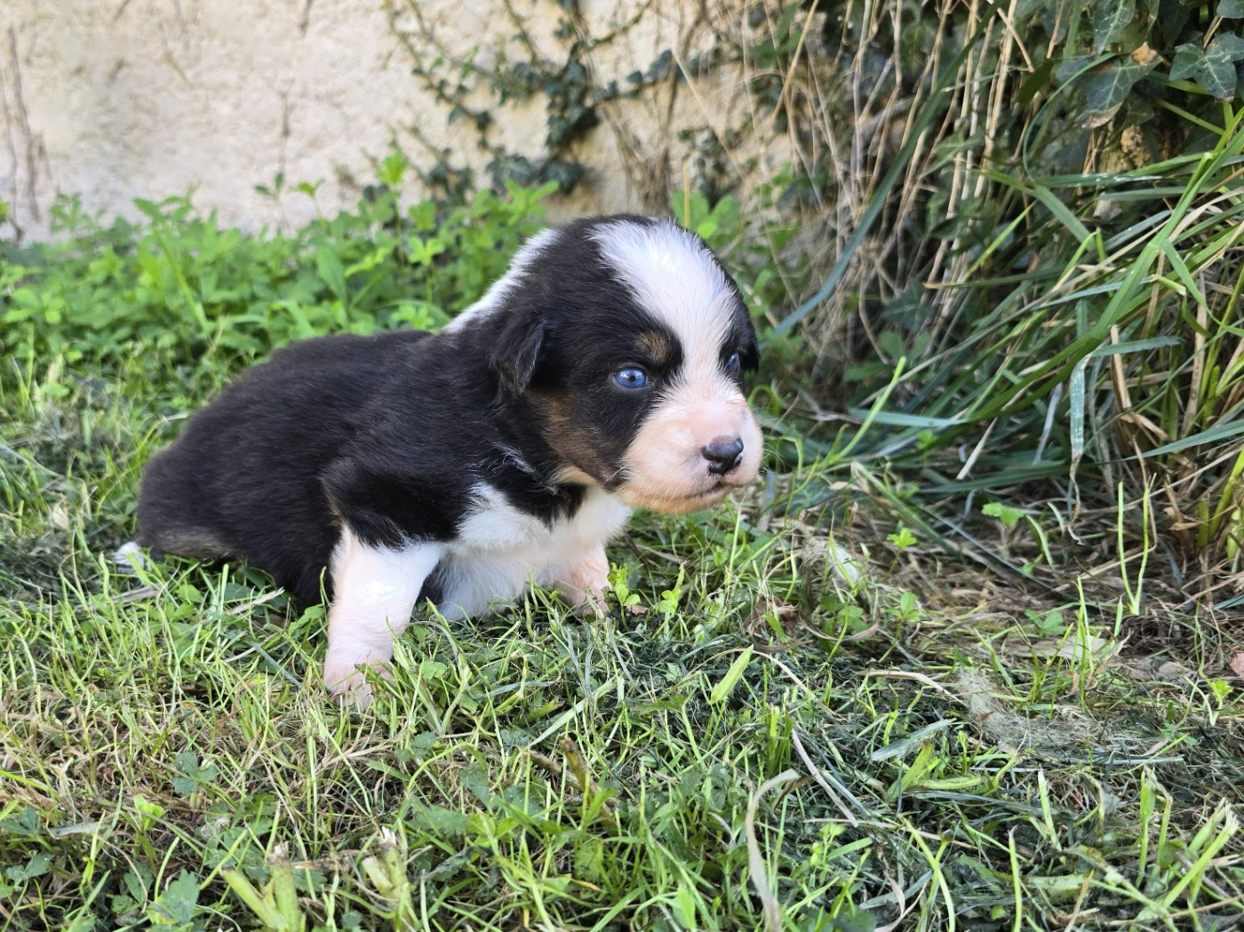du Chemin d'Ava - Chiots disponibles - Berger Australien