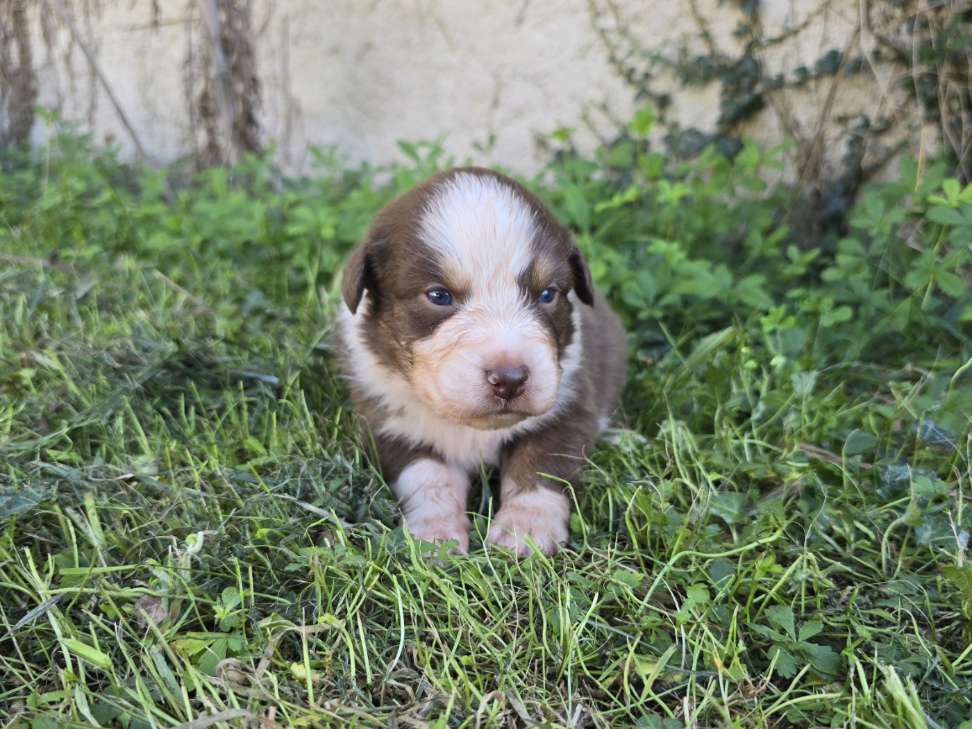 du Chemin d'Ava - Chiots disponibles - Berger Australien