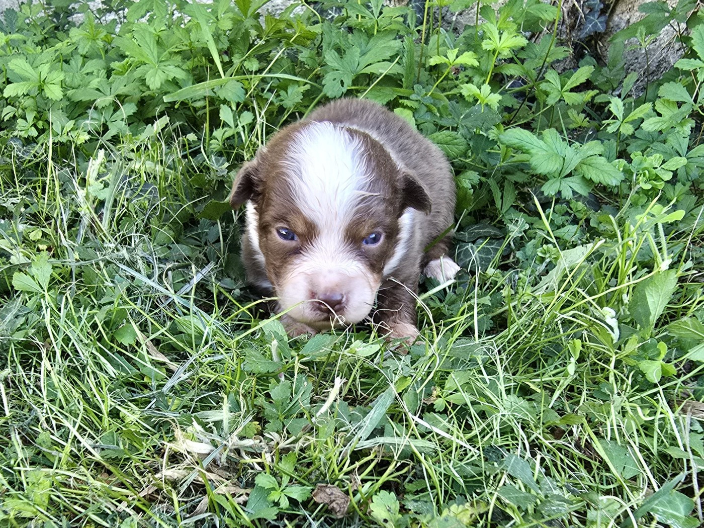du Chemin d'Ava - Chiots disponibles - Berger Australien