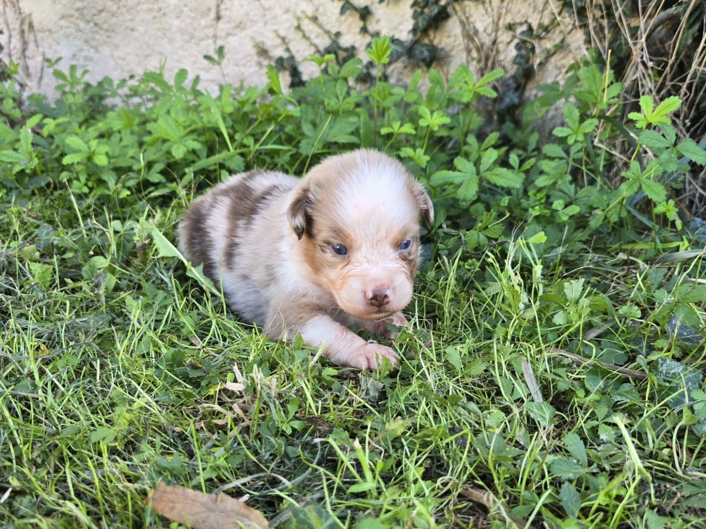 du Chemin d'Ava - Chiots disponibles - Berger Australien