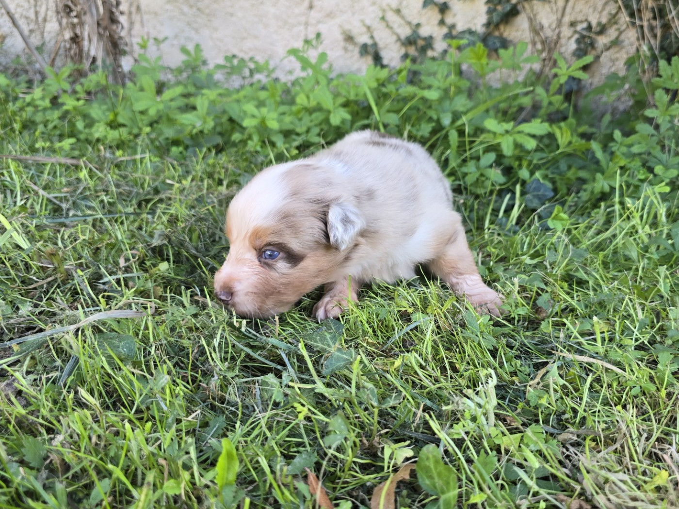 du Chemin d'Ava - Chiots disponibles - Berger Australien