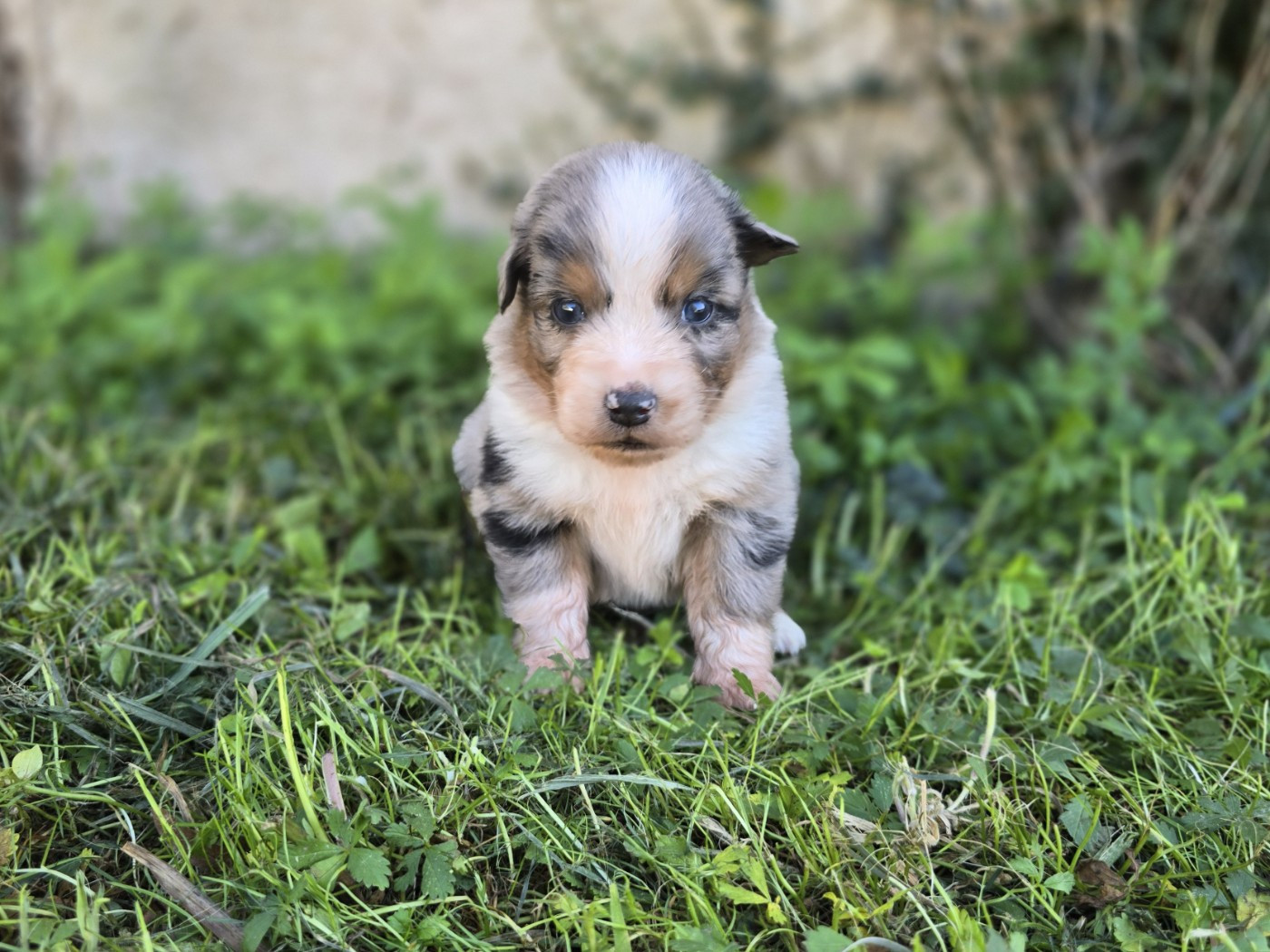 du Chemin d'Ava - Chiots disponibles - Berger Australien