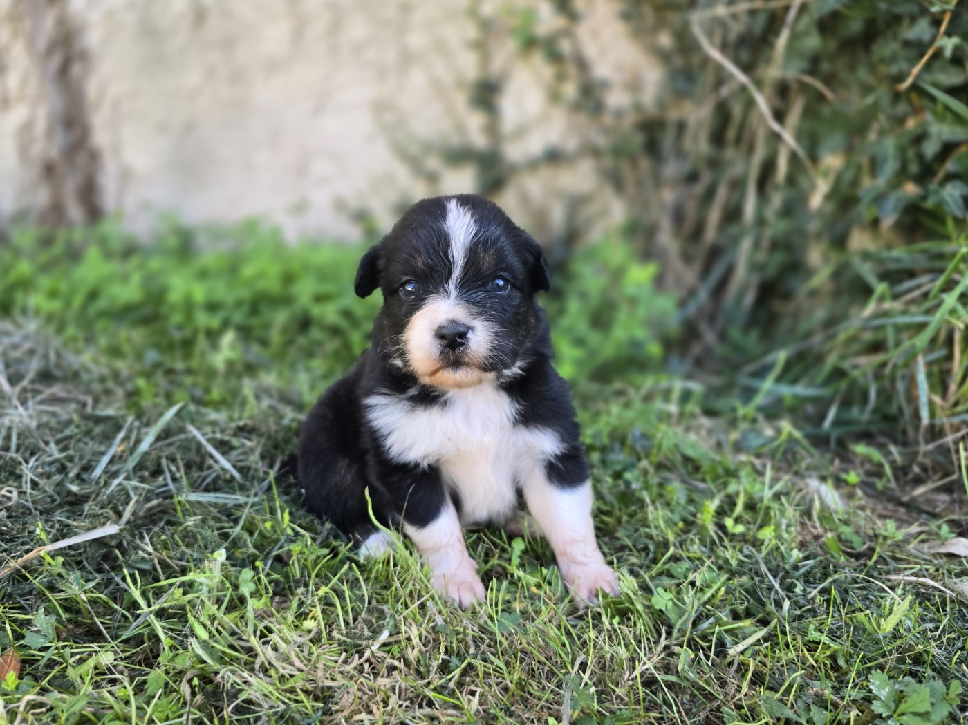 du Chemin d'Ava - Chiots disponibles - Berger Australien