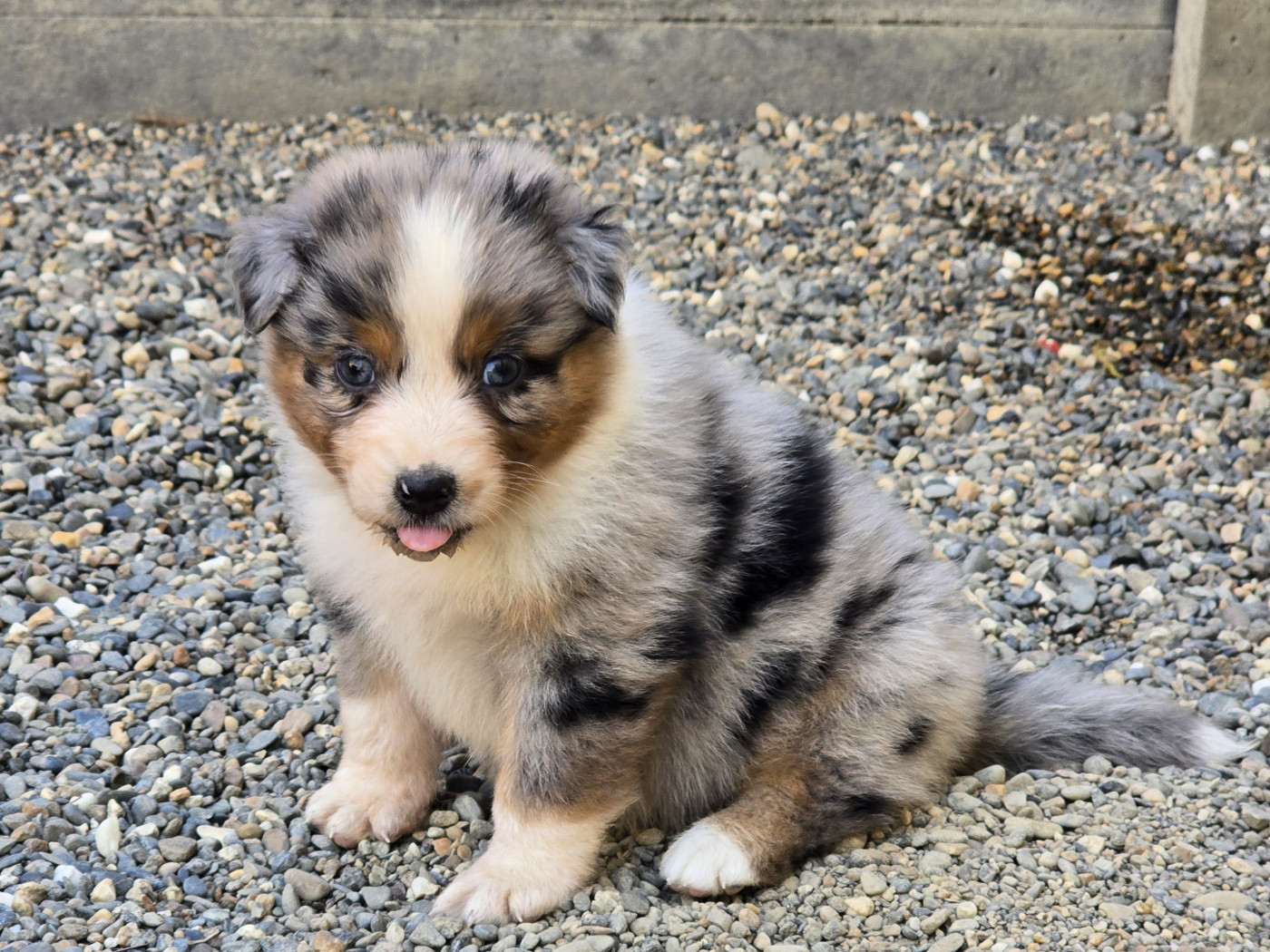 du Chemin d'Ava - Chiots disponibles - Berger Australien