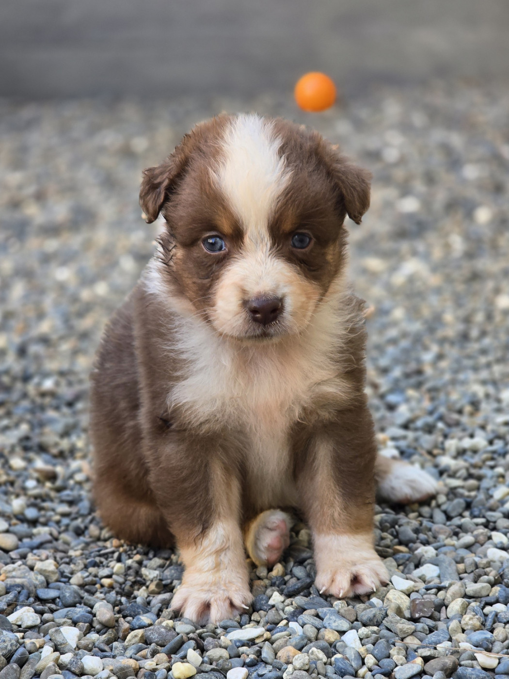 du Chemin d'Ava - Chiots disponibles - Berger Australien