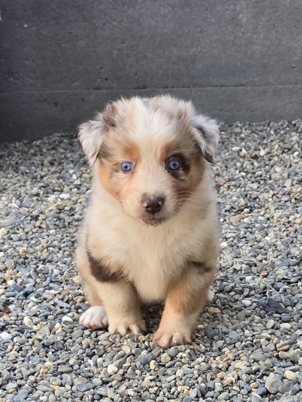 du Chemin d'Ava - Chiots disponibles - Berger Australien