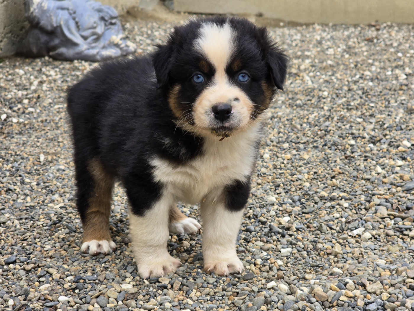 du Chemin d'Ava - Chiots disponibles - Berger Australien