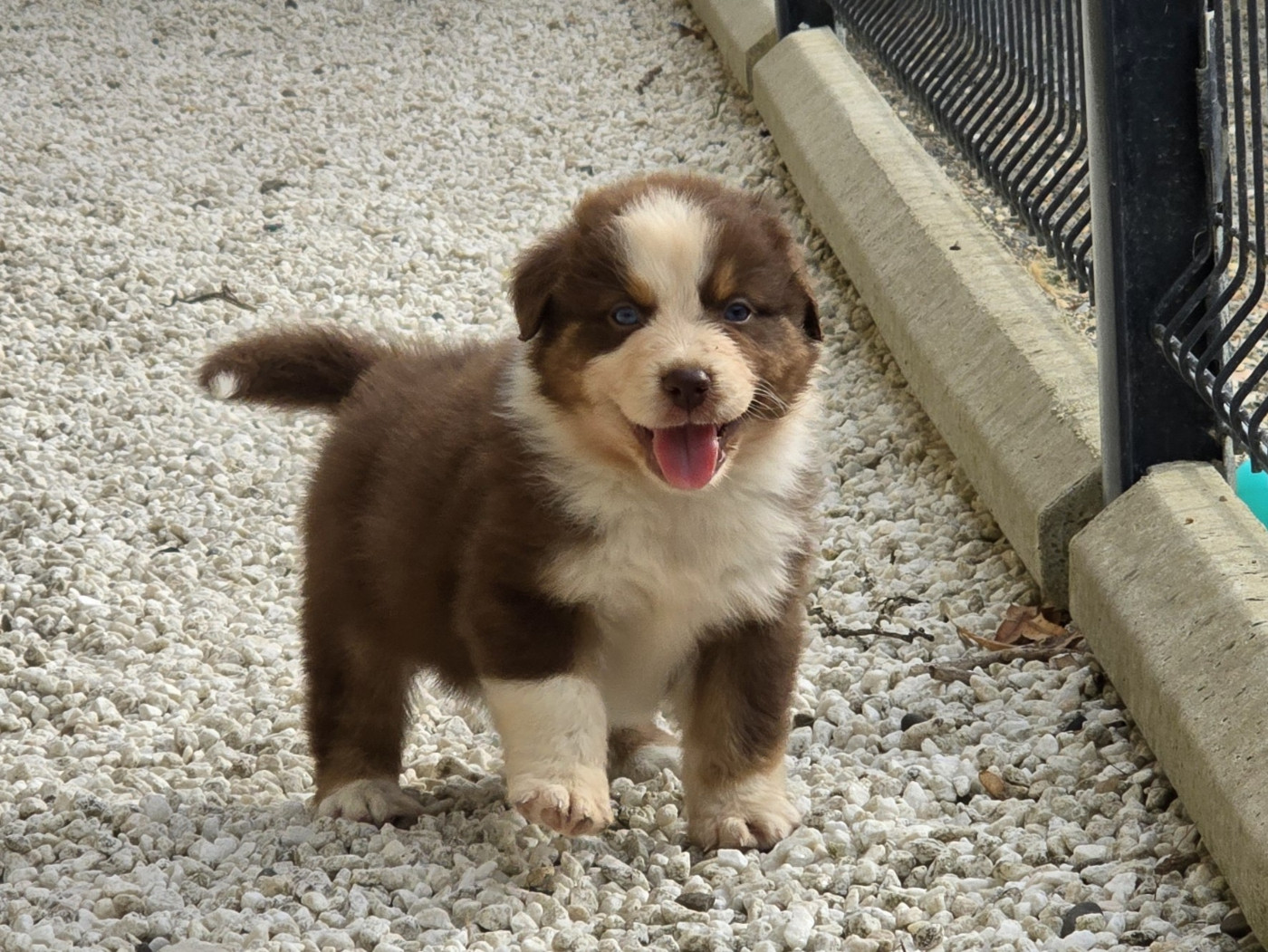 du Chemin d'Ava - Chiots disponibles - Berger Australien