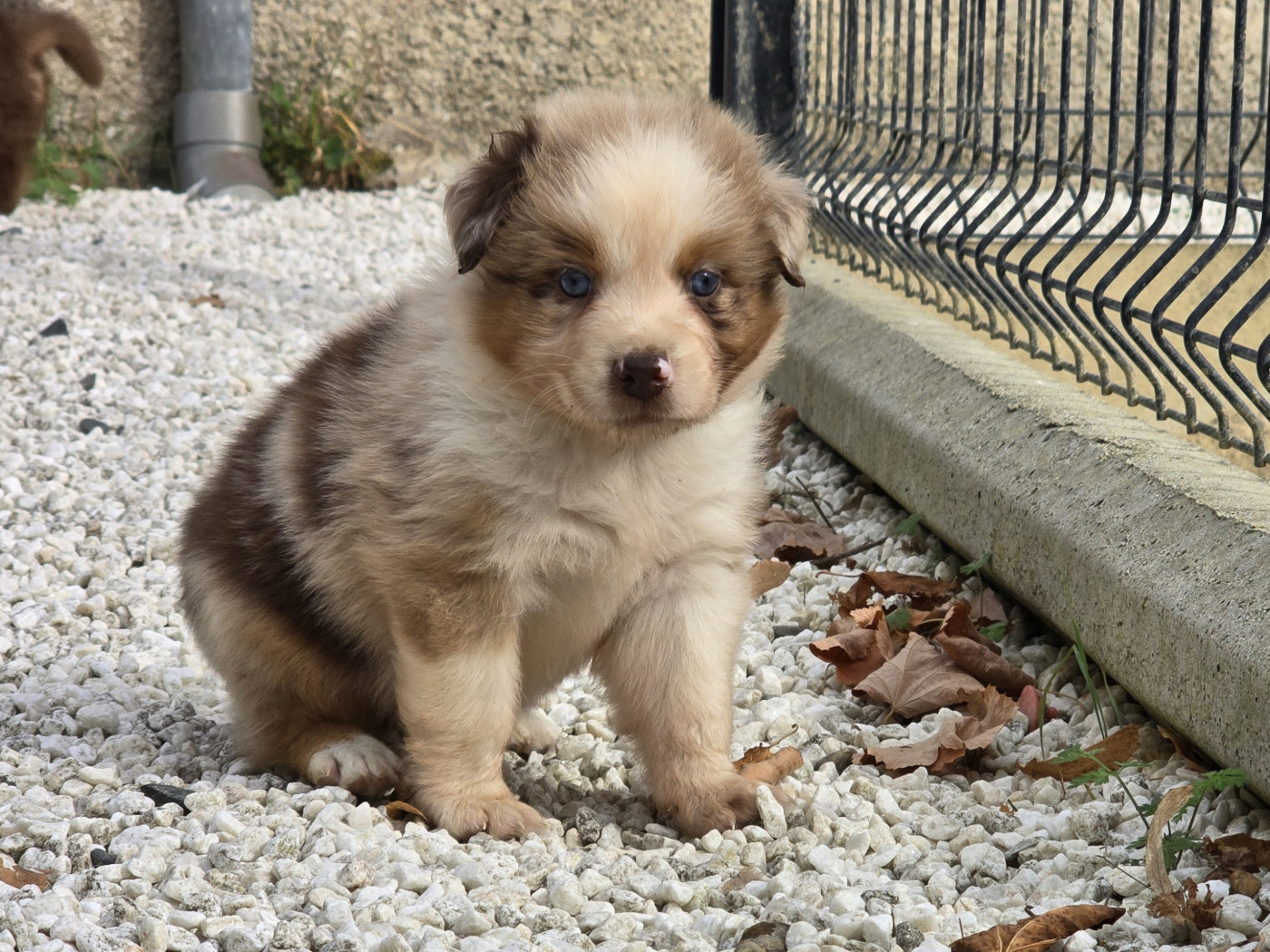 du Chemin d'Ava - Chiots disponibles - Berger Australien
