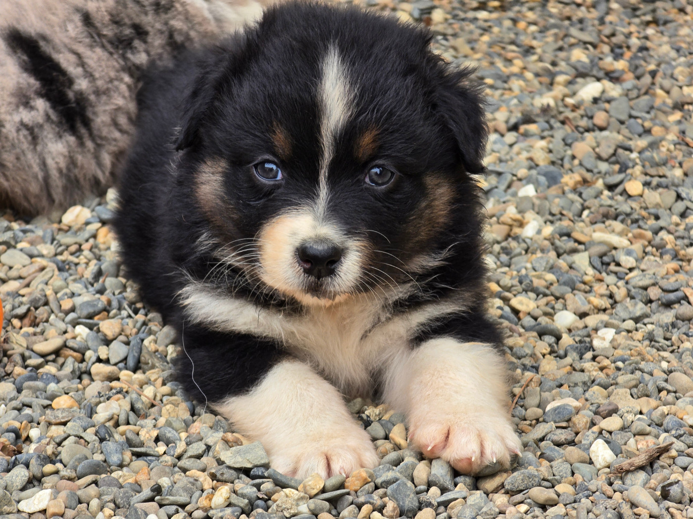 du Chemin d'Ava - Chiots disponibles - Berger Australien