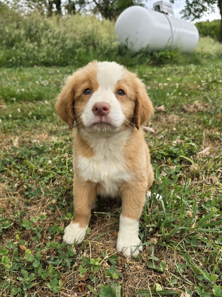 du Chemin d'Ava - Chiots disponibles - Retriever de la Nouvelle-Ecosse