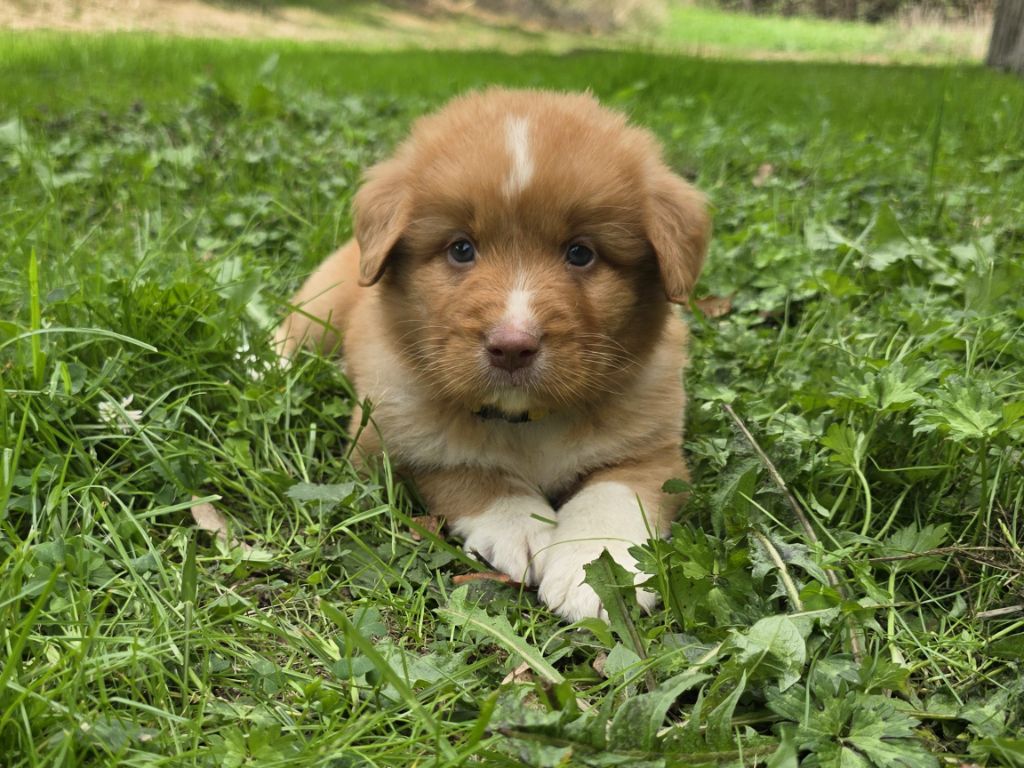 du Chemin d'Ava - Chiots disponibles - Retriever de la Nouvelle-Ecosse