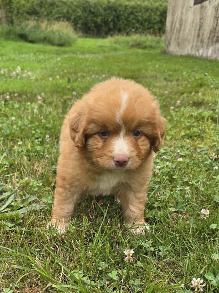 du Chemin d'Ava - Chiots disponibles - Retriever de la Nouvelle-Ecosse