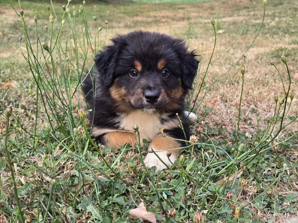 du Chemin d'Ava - Chiots disponibles - Berger Australien