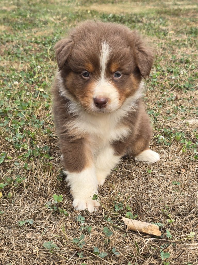 du Chemin d'Ava - Chiots disponibles - Berger Australien