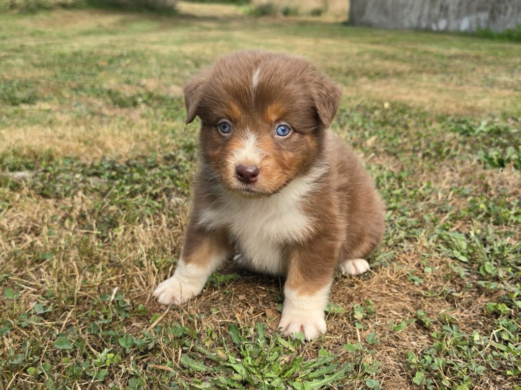 du Chemin d'Ava - Chiots disponibles - Berger Australien