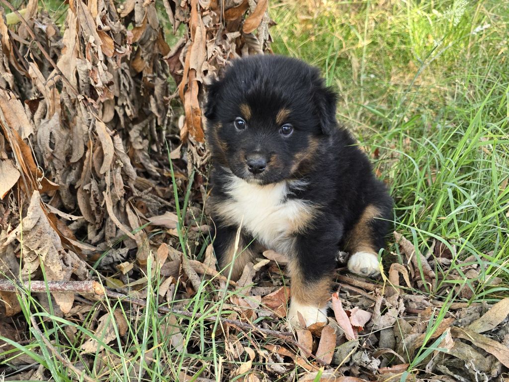 du Chemin d'Ava - Chiots disponibles - Berger Australien
