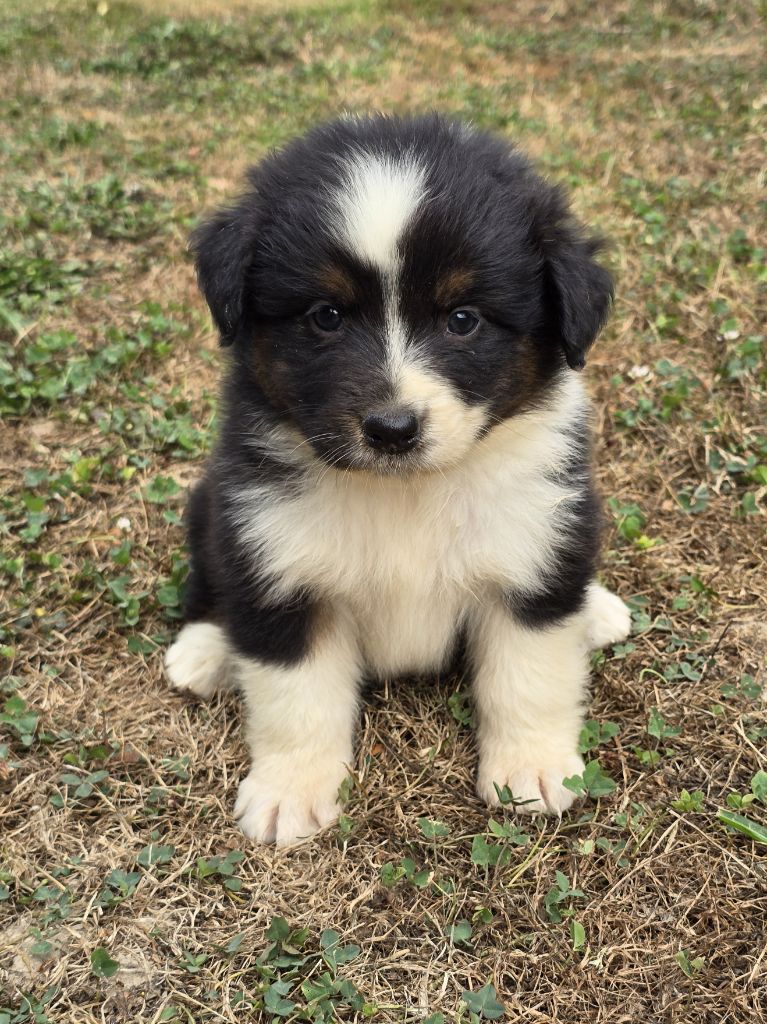 du Chemin d'Ava - Chiots disponibles - Berger Australien