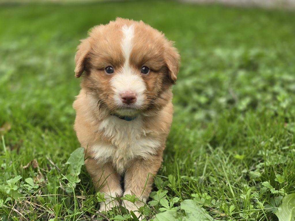 du Chemin d'Ava - Chiots disponibles - Retriever de la Nouvelle-Ecosse