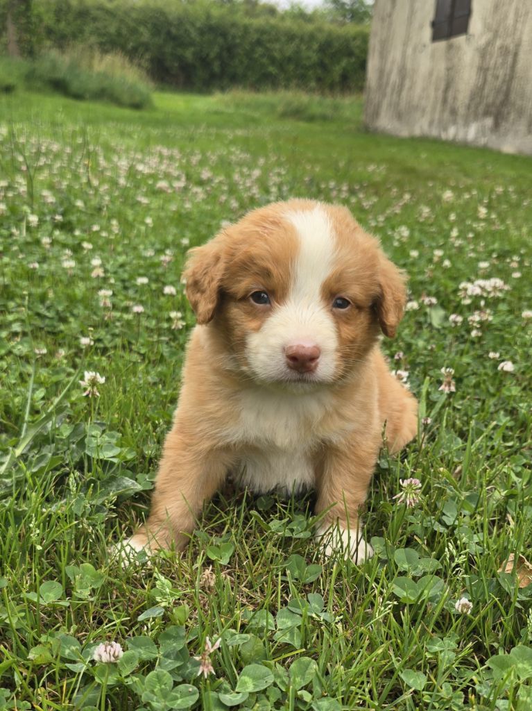 du Chemin d'Ava - Chiots disponibles - Retriever de la Nouvelle-Ecosse