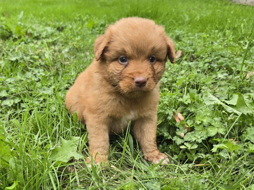 du Chemin d'Ava - Chiots disponibles - Retriever de la Nouvelle-Ecosse