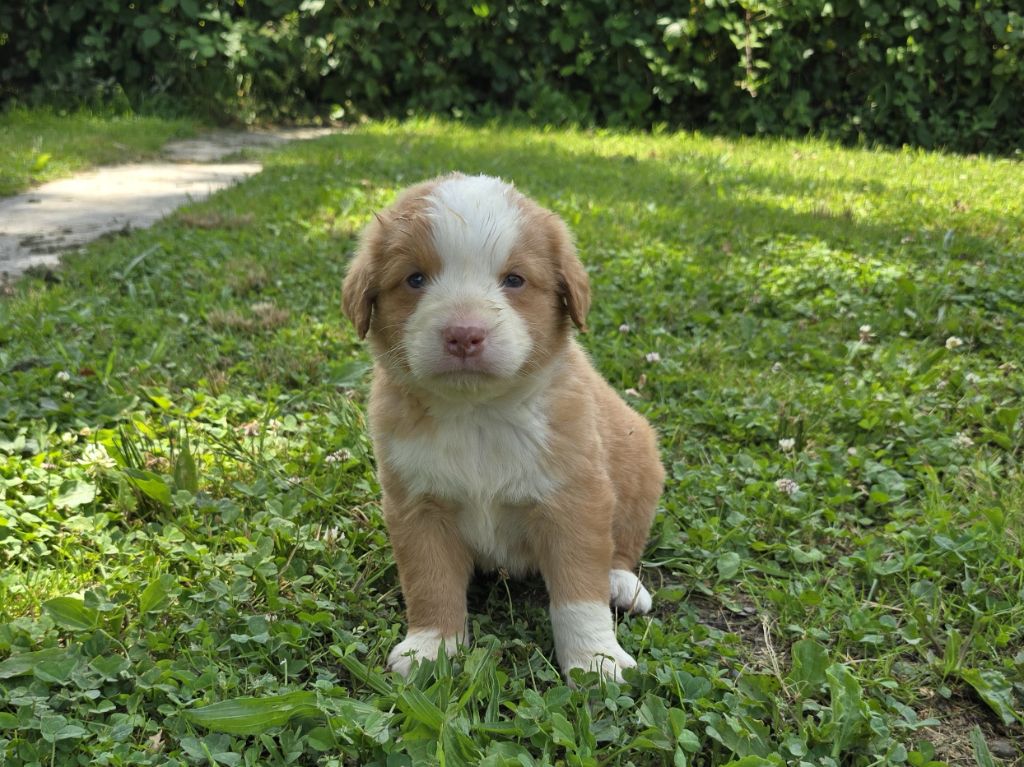 du Chemin d'Ava - Chiots disponibles - Retriever de la Nouvelle-Ecosse