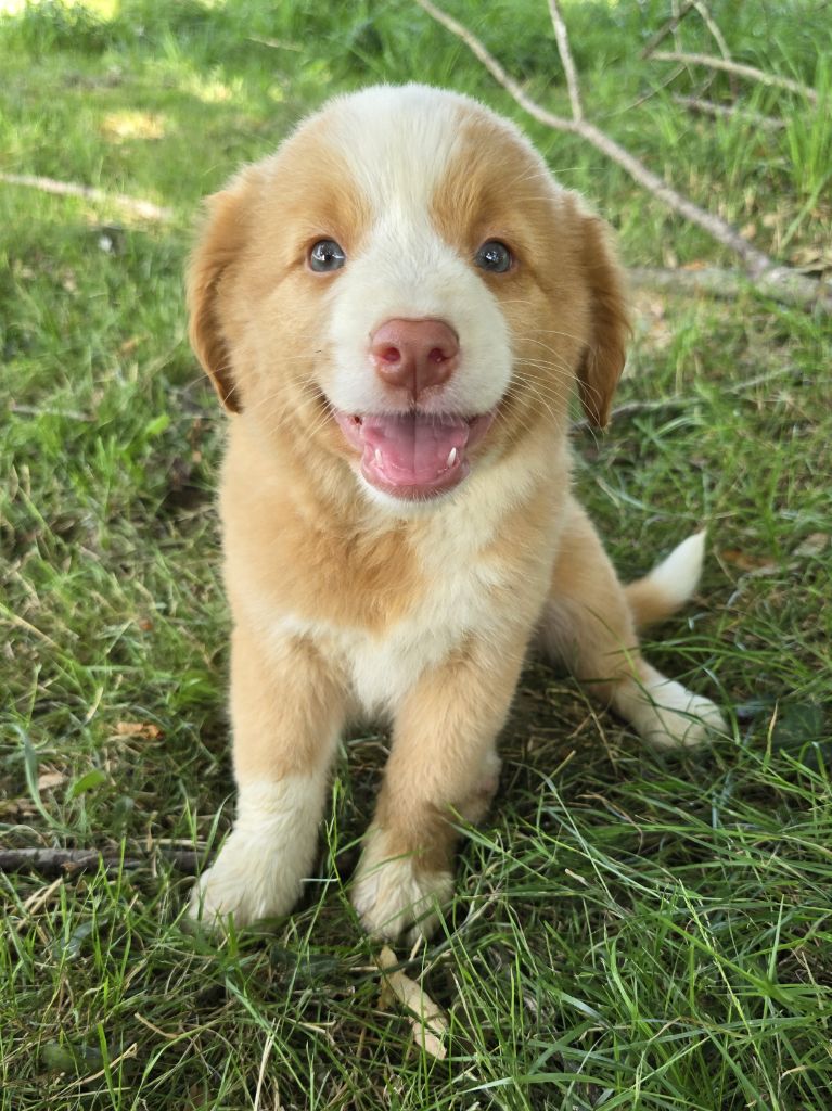 du Chemin d'Ava - Chiots disponibles - Retriever de la Nouvelle-Ecosse