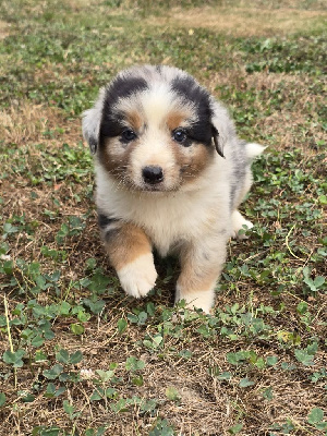 CHIOT 1
