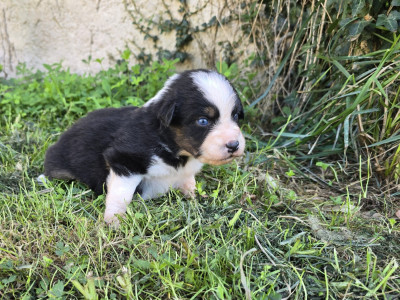 Chiot N°1