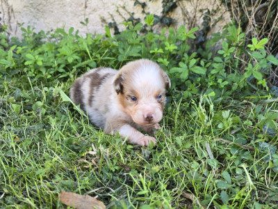 Chiot N°4