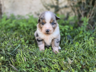 Chiot N°6