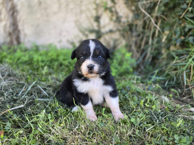 Chiot N°7