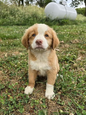 CHIOT 6