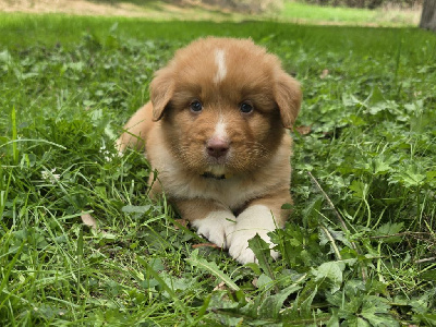 CHIOT 2