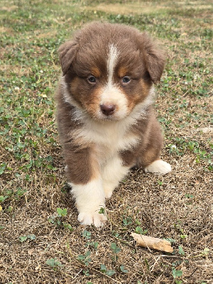 CHIOT 3