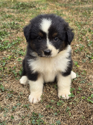 CHIOT 2