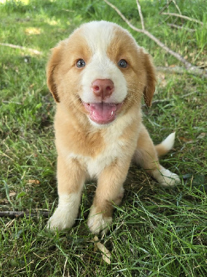 CHIOT 7