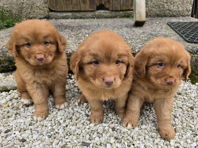 CHIOT 2