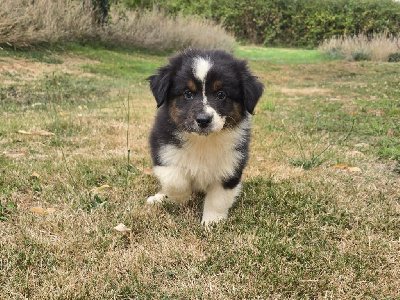 CHIOT 2
