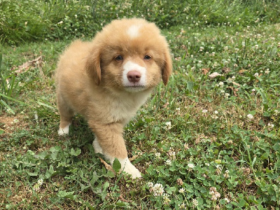 CHIOT 5